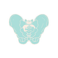 Pelvic Floor C-Section Sticker by Nancy Anderson Fit