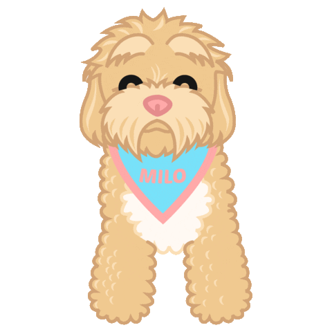 Poodle Milo Sticker