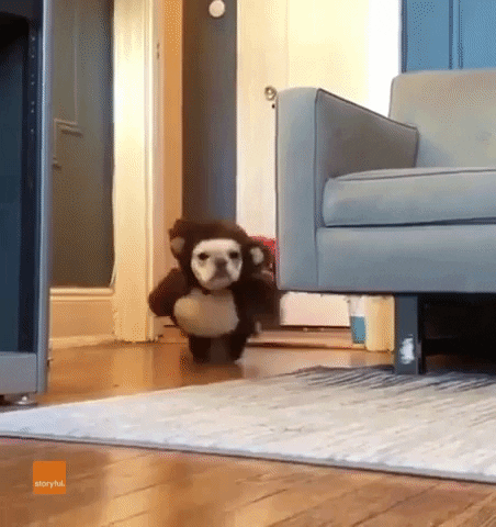 Valentines Day Puppy GIF by Storyful