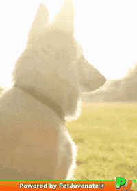 Dog Talk GIF by PetJuvenate - PJ