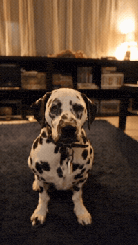 Test Wow GIF