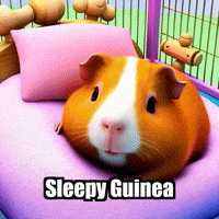 Guinea Pig GIF by Guinea Gambino