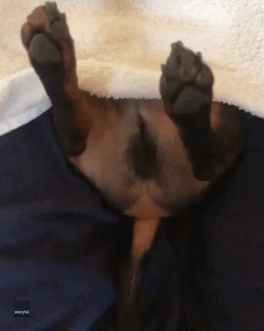 Happy Dachshund Gets Pampering 'Pawdicure'