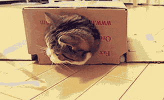 Cat Boxes GIF