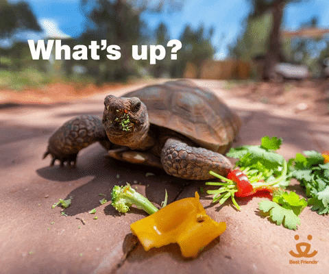 Whats Up Reaction GIF by Best Friends Animal Society