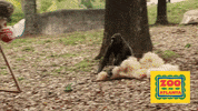Trick Or Treat Halloween GIF by ZooATL