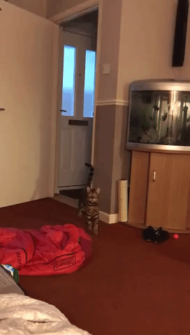 This Cat's Musical Timing is Quite Impressive for an Animal