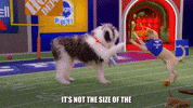Animal Planet GIF by Puppy Bowl