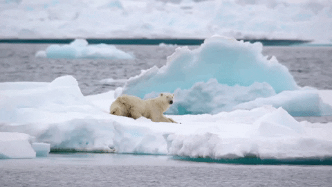 Polar Bear Expedition GIF by PBS
