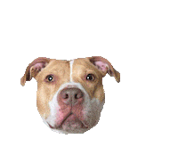 happy pit bull Sticker by Sophie Gamand