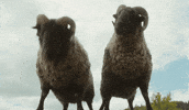 Bock Schafe GIF by Sony Pictures Germany