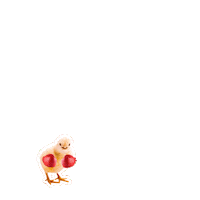 ADMNutricaoAnimal admnutricaoanimal nutricaoanimal admnutri admnutricao Sticker