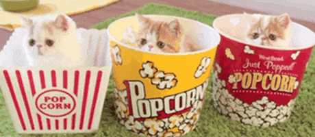 Cat Popcorn GIF