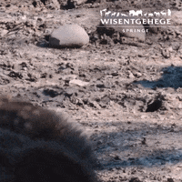 Happy Wild Boar GIF by Wisentgehege Springe