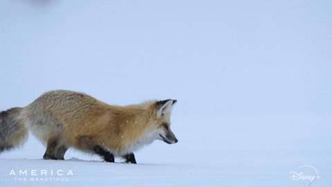 Wildlife gif. A snow fox is hunting and it crouches down low while staring at a spot in the snow. Suddenly, it jumps up and pounces into the snow, with half of its body burrowing deep and its legs stick up in the air.
