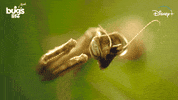 National Geographic Bug GIF by Nat Geo Wild