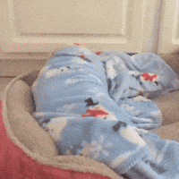 blanket pigs GIF