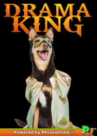 Puppy Love Funny Dog GIF by PetJuvenate - PJ