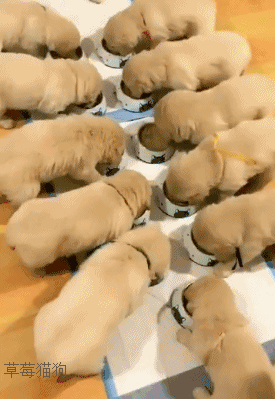 cuteanimalland giphyupload GIF