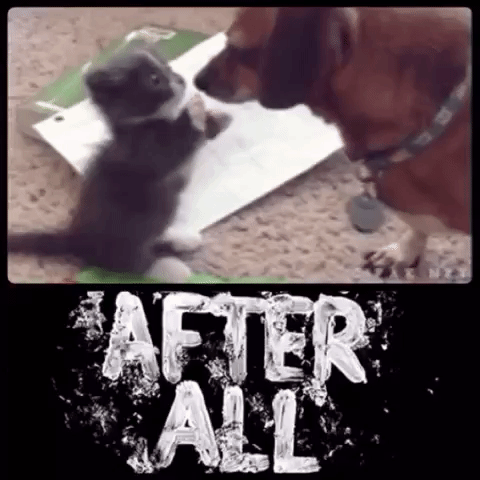 cat dog GIF by The Videobook