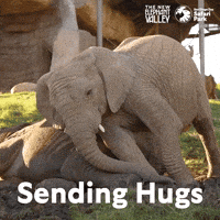 San Diego Zoo GIF by San Diego Zoo Wildlife Alliance