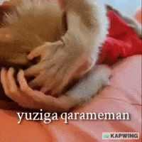 Monkey GIF