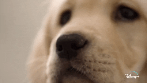 Jeff Goldblum Dogs GIF by National Geographic Channel