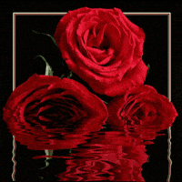 md GIF