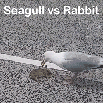 rabbit seagull GIF