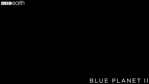 blue planet sea GIF by BBC Earth