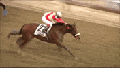 Horse Racing Horses GIF