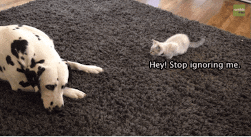 stop GIF