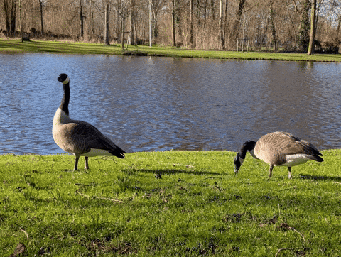 Tonny67 giphyupload goose geese gans GIF