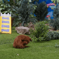 Excited Dog GIF by Mittens & Pants
