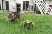 kitty camo GIF