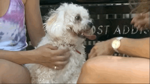 dccmakingtheteam giphyupload dance football dog GIF