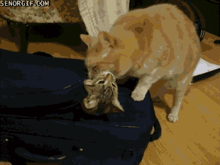 cat suitcase GIF by Cheezburger