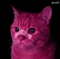 Cat GIF