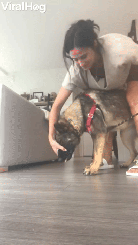 Geologist Dog Collects a Mouthful of Rocks