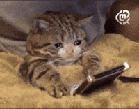 Cat Meme GIF