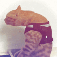 Rio De Janeiro Cat GIF