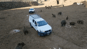 Antonio Resines Safari GIF by Movistar Plus+