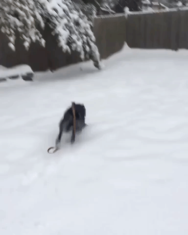 Playful Dog Frolics in Missouri Snow