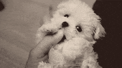 hot dog GIF