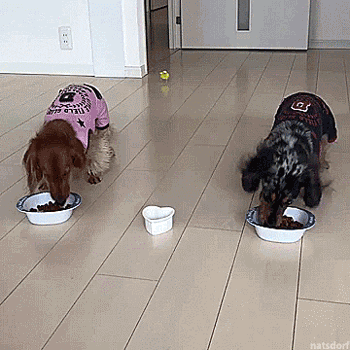 GifVif giphyupload snack time GIF