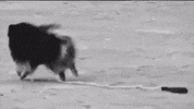 Puppy Tae GIF