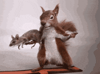 GIF by Dolittle