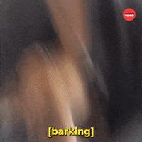 Bar Barking GIF by BuzzFeed