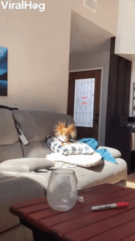 Eevee The Long Haired Chihuahua With Static Ear Hair GIF by ViralHog