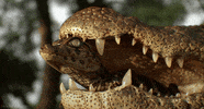 Crocodile Reptile GIF